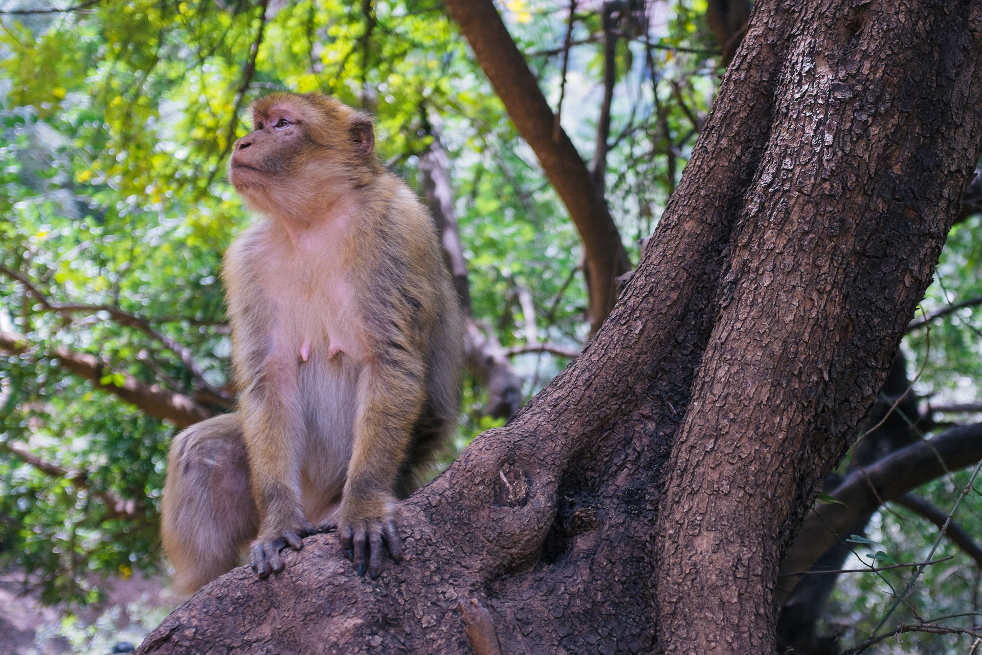 monkey sitting on a tree near the ouzoud waterfall